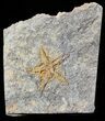 Ordovician Starfish (Petraster?) Fossil - Morocco #46463-1
